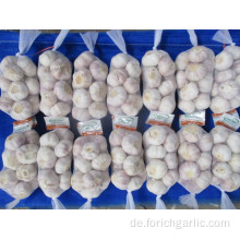 Frischer Knoblauch New Crop 2019